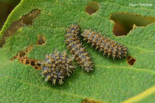 Gzel parhan (Melitaea syriaca)