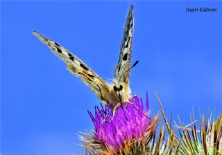 Apollo (Parnassius apollo)