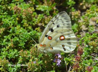 Apollo (Parnassius apollo)