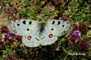 Apollo (Parnassius apollo)