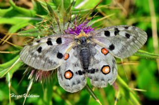 Apollo (Parnassius apollo)