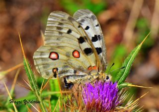 Apollo (Parnassius apollo)