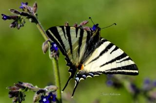 Erik Krlangkuyruk (Iphiclides podalirius)