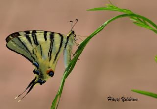 Erik Krlangkuyruk (Iphiclides podalirius)