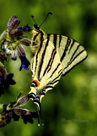 Erik Krlangkuyruk (Iphiclides podalirius)