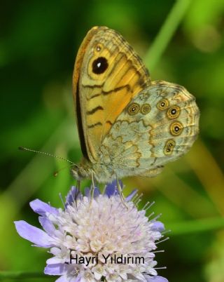 Kk Esmerboncuk (Lasiommata megera)
