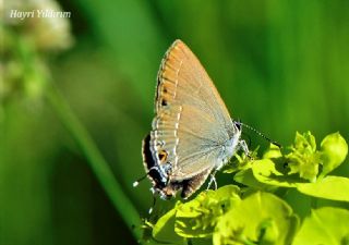 Sevbeni (Satyrium abdominalis)