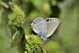 Sevbeni (Satyrium abdominalis)