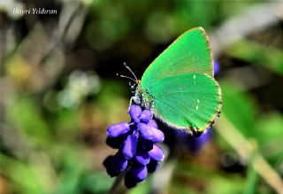 Zmrt (Callophrys rubi)