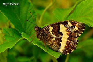 Kara Murat (Brintesia  circe)