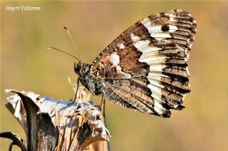 Kara Murat (Brintesia  circe)