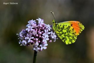 S�sl� Damone&nbsp;(Anthocharis&nbsp;damone)