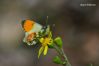 Step Ssls (Anthocharis gruneri)