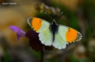 Step Ssls (Anthocharis gruneri)