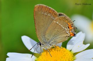 Minik Sevbeni (Satyrium acaciae)