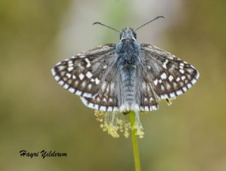 Sar Bandl Zpzp (Pyrgus sidae)