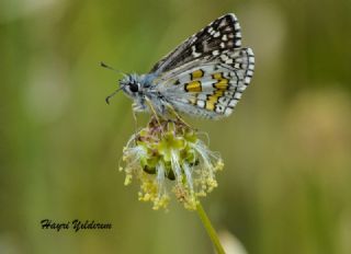Sar Bandl Zpzp (Pyrgus sidae)