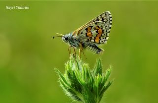 Sarbandl Zpzp (Pyrgus sidae)