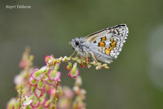 Sar Bandl Zpzp (Pyrgus sidae)