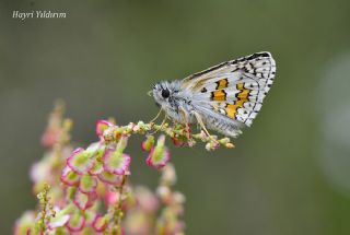 Sarbandl Zpzp (Pyrgus sidae)