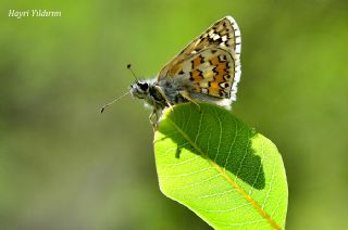 Sar Bandl Zpzp (Pyrgus sidae)