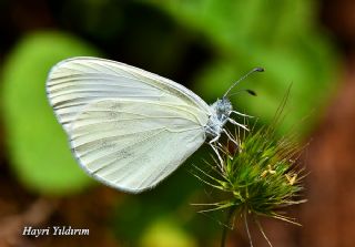 Narin Orman Beyaz (Leptidea sinapis)