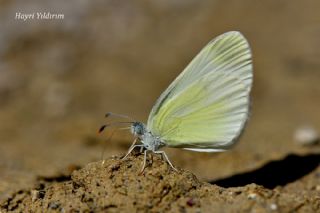 Doulu Narin Orman Beyaz (Leptidea duponcheli)