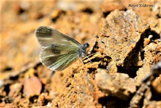 Doulu Narin Orman Beyaz (Leptidea duponcheli)