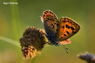 Ate Bakr Gzeli (Lycaena candens)