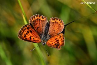 Ate Bakr Gzeli (Lycaena candens)