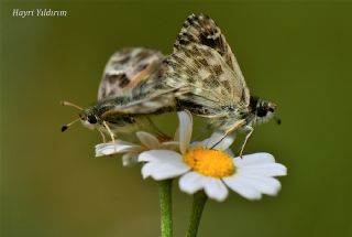 ark Zpzp (Carcharodus orientalis)