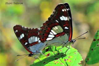 Akdeniz Hanmeli Kelebei (Limenitis reducta)