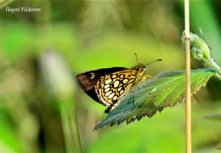 Beyaz Benekli Zpzp (Heteropterus morpheus)