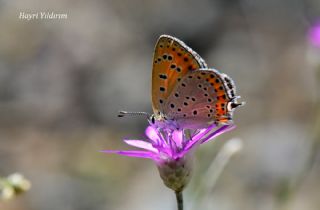 Kk Ate Gzeli (Lycaena thersamon)