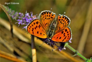 Kk Ate Gzeli (Lycaena thersamon)