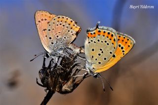 Kk Ate Gzeli (Lycaena thersamon)