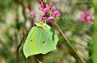 Orakkanat (Gonepteryx rhamni)
