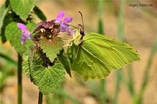 Orakkanat (Gonepteryx rhamni)