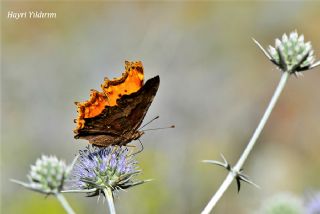 Anadolu Yrtkprt (Nymphalis egea)