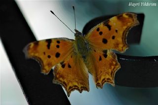 Anadolu Yrtkprt (Inachis egea)