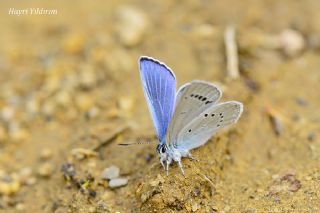 Anadolu Devmavisi (Glaucopsyche lessei)