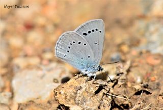 Anadolu Devmavisi (Glaucopsyche lessei)