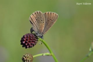 Esmer Korubeni&nbsp;(Phengaris&nbsp;nausithous)