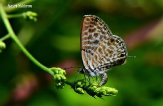 Mavi Zebra (Leptotes pirithous)