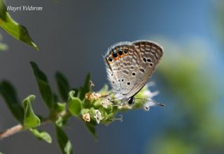 M�cevher Kelebe�i&nbsp;(Chilades&nbsp;trochylus)