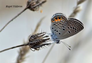 Mcevher Kelebei (Chilades trochylus)