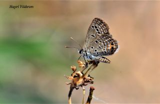 Mcevher Kelebei (Chilades trochylus)