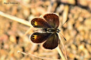 M�cevher Kelebe�i&nbsp;(Chilades&nbsp;trochylus)