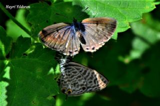 Mavi Zebra (Leptotes pirithous)