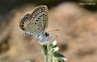 Mcevher Kelebei (Chilades trochylus)